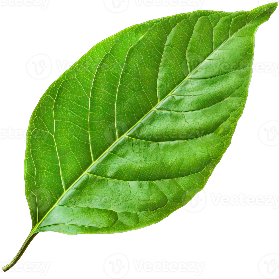 Isolated Image of a leaf png