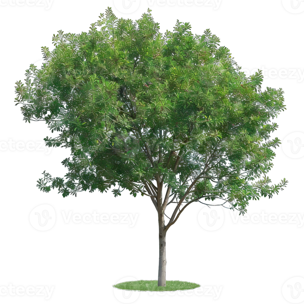 Isolated image of a tree png