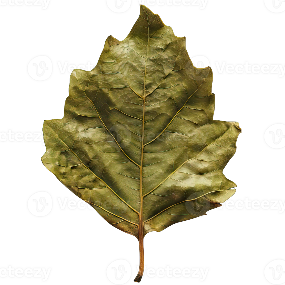 Isolated image of a leaf png