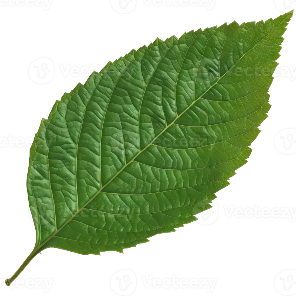 Isolated image of a leaf png