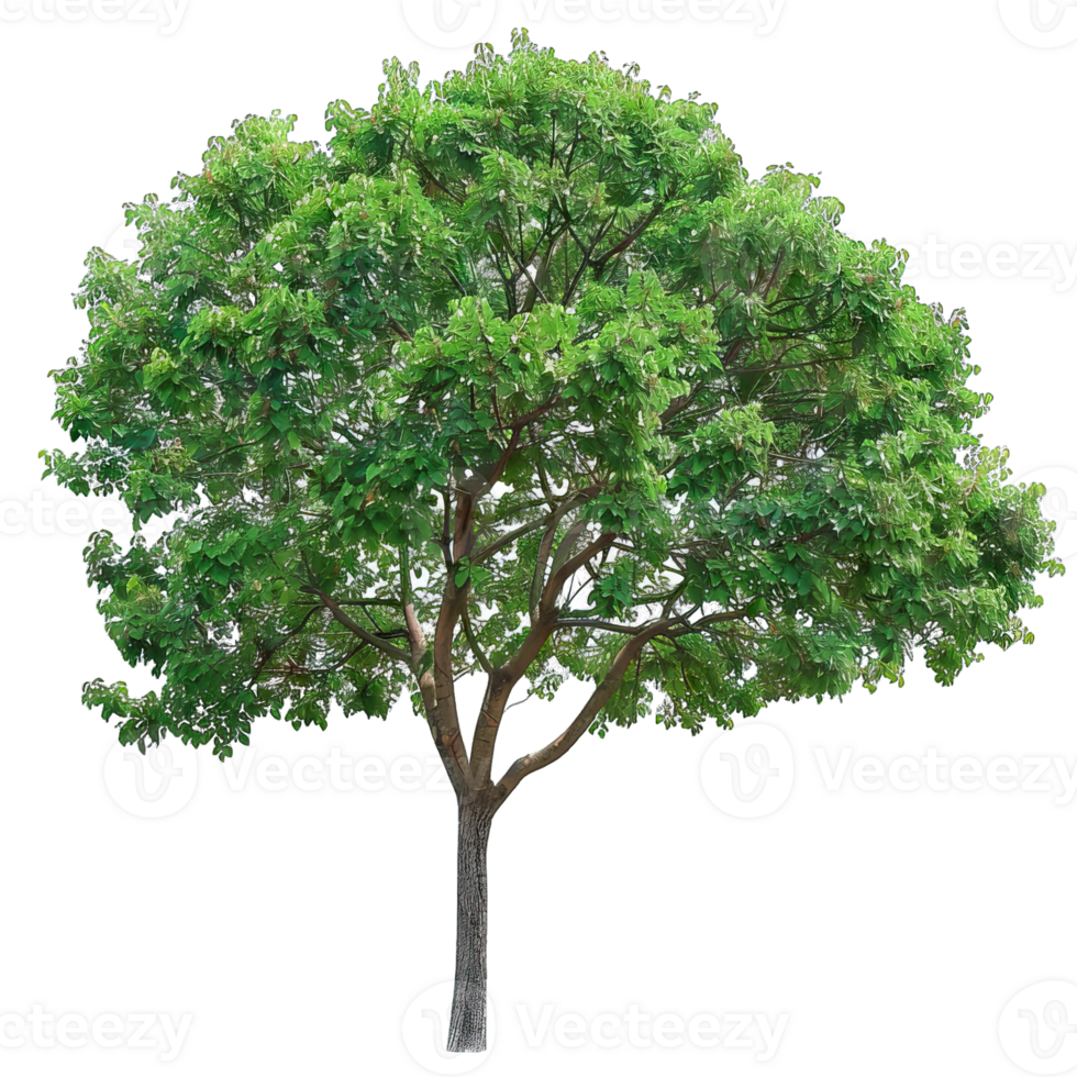 Isolated image of a tree png