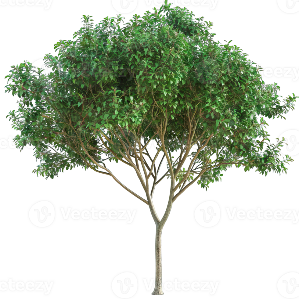 Isolated image of a tree png