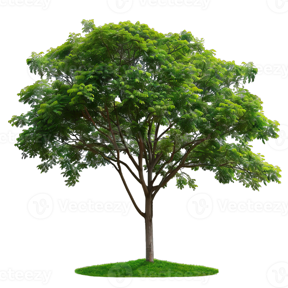 Isolated image of a tree png