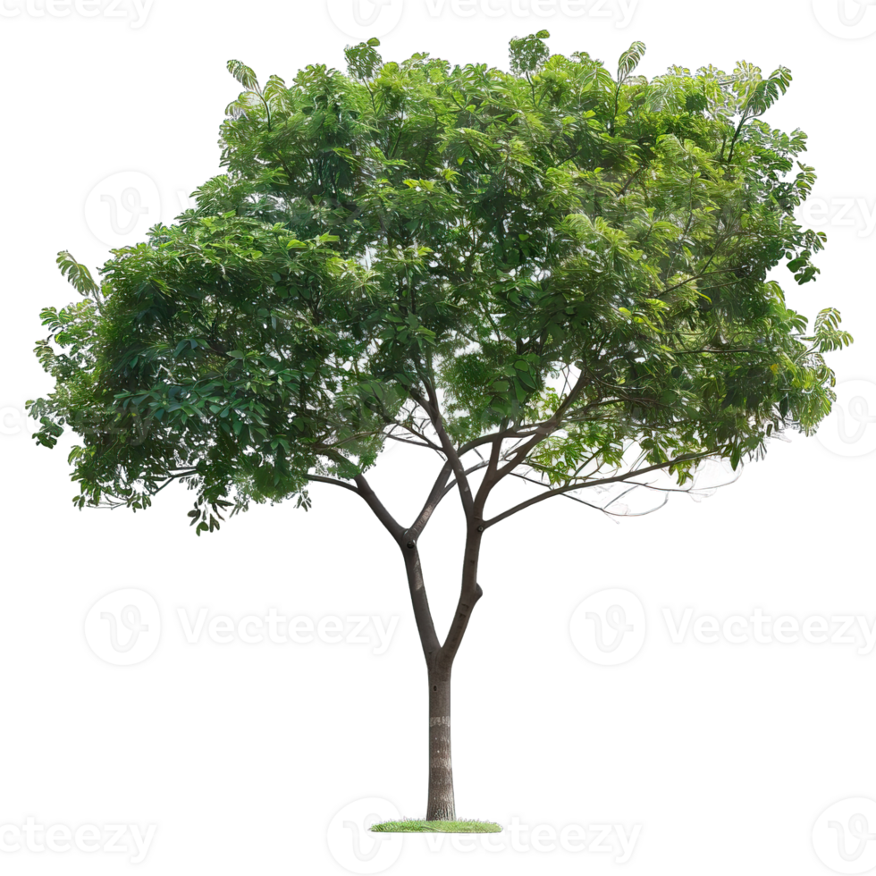 Isolated image of a tree png