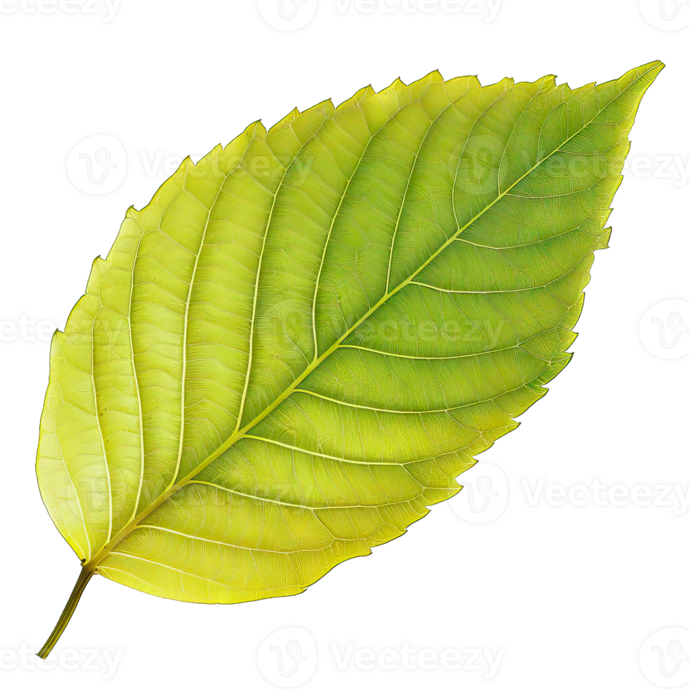 Isolated image of a leaf png