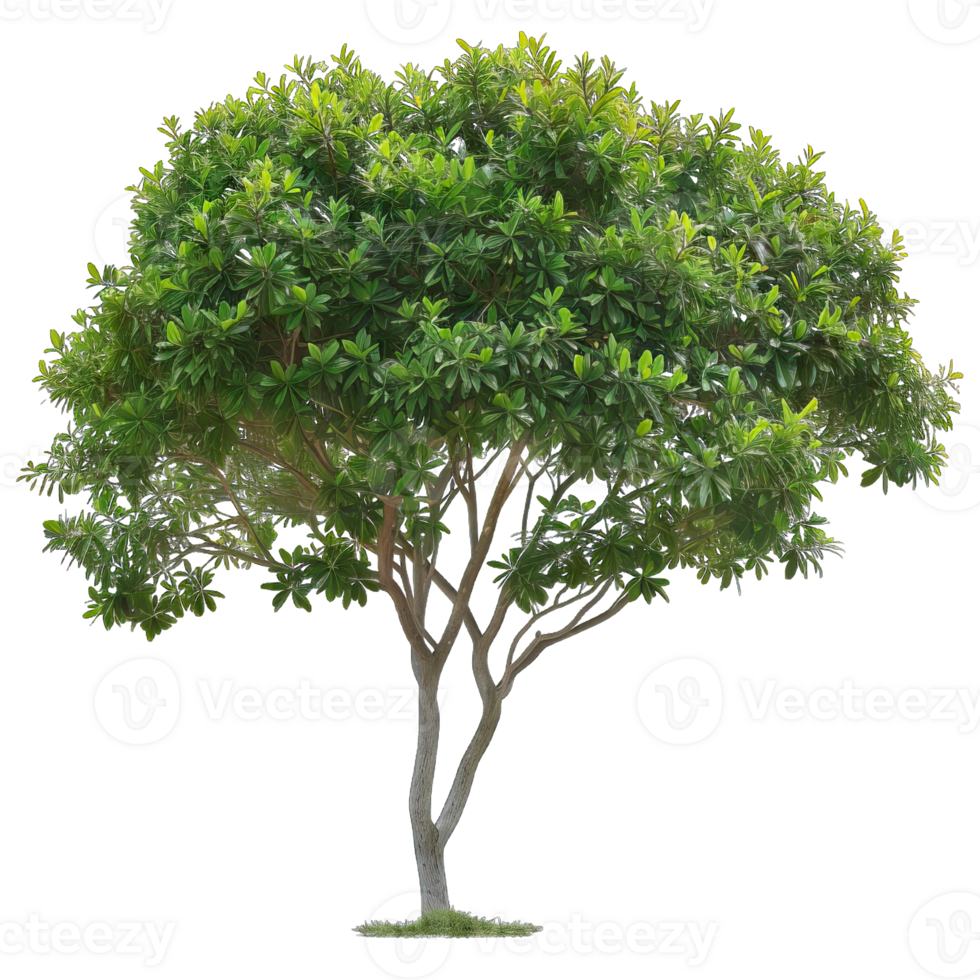 Isolated image of a tree png