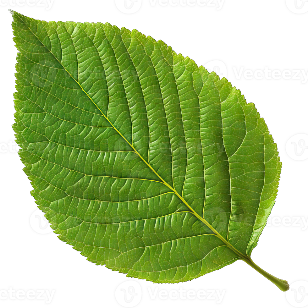 Isolated Image of a leaf png