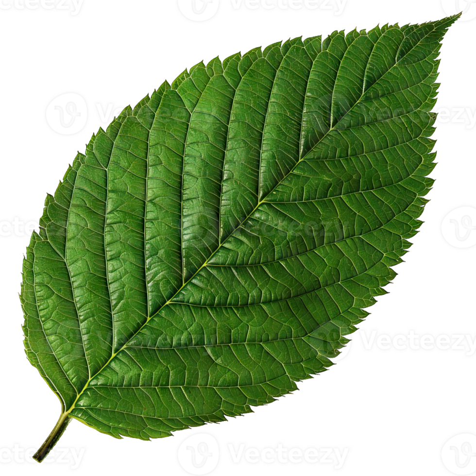 Isolated image of a leaf png