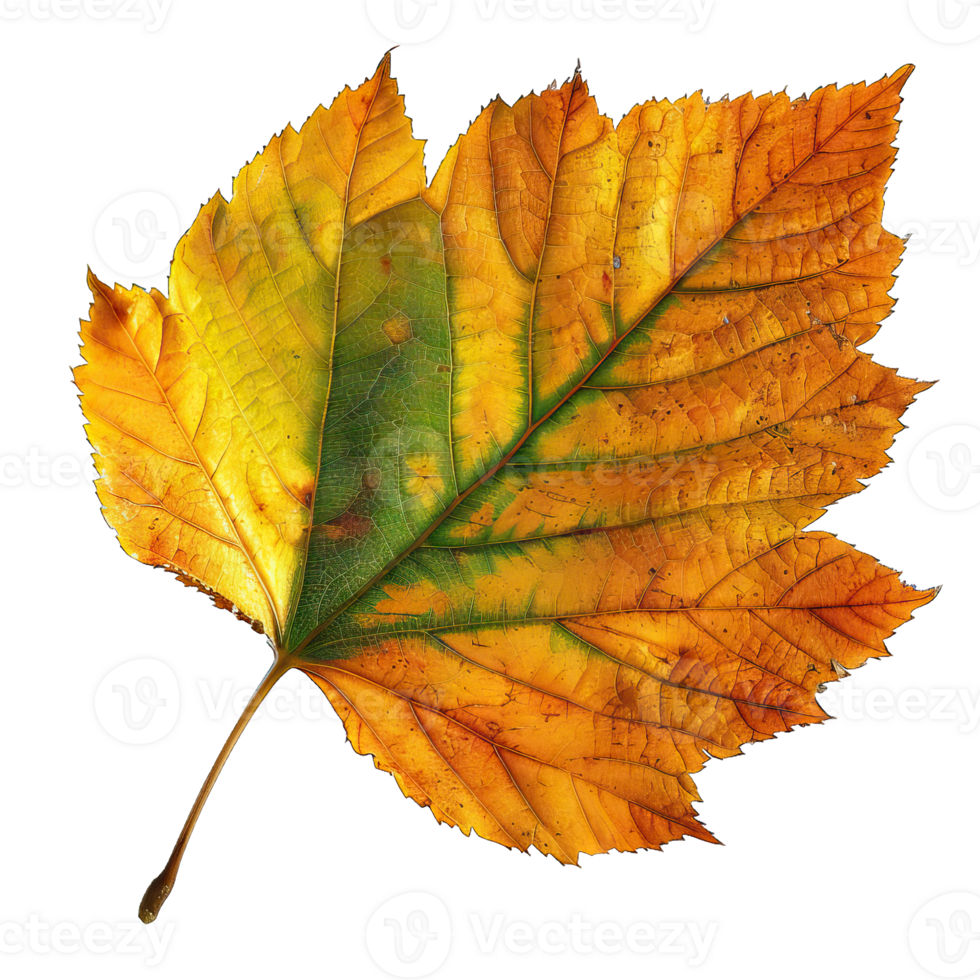 Isolated Image of a leaf png