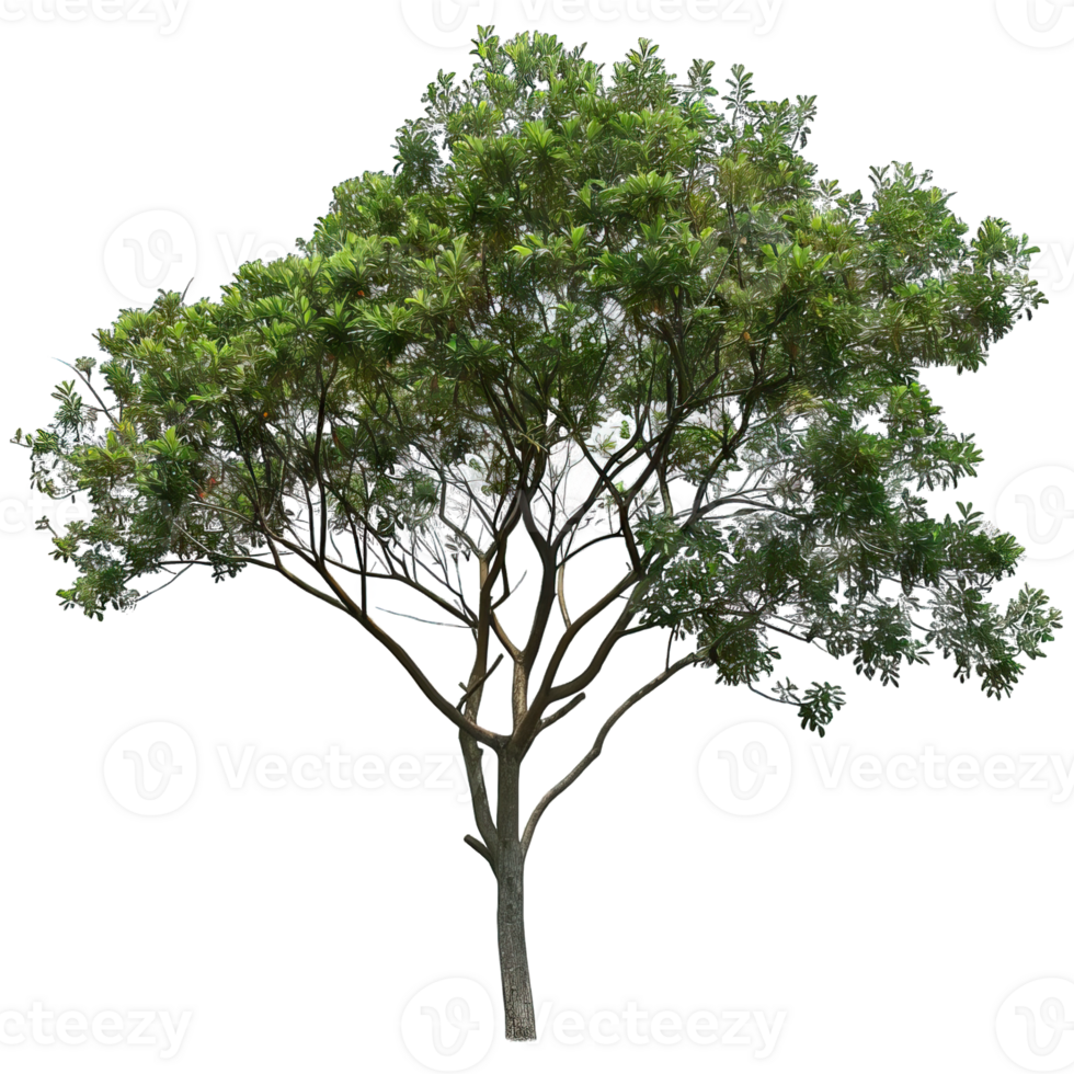 Isolated image of a tree png