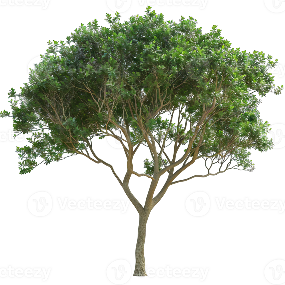Isolated image of a tree png