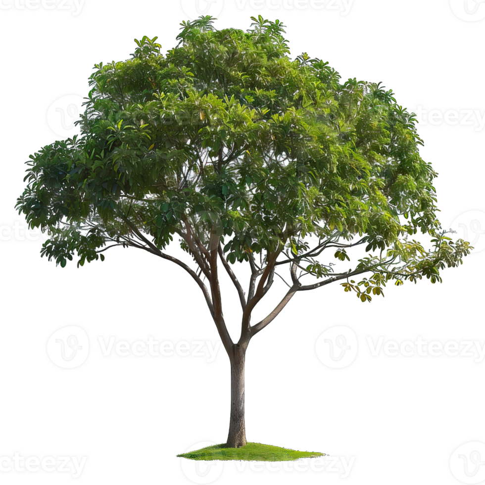 Isolated image of a tree png