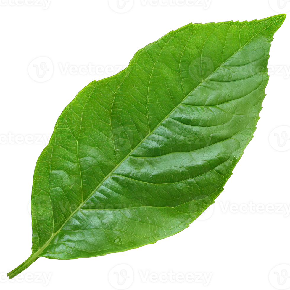 Isolated Image of a leaf png