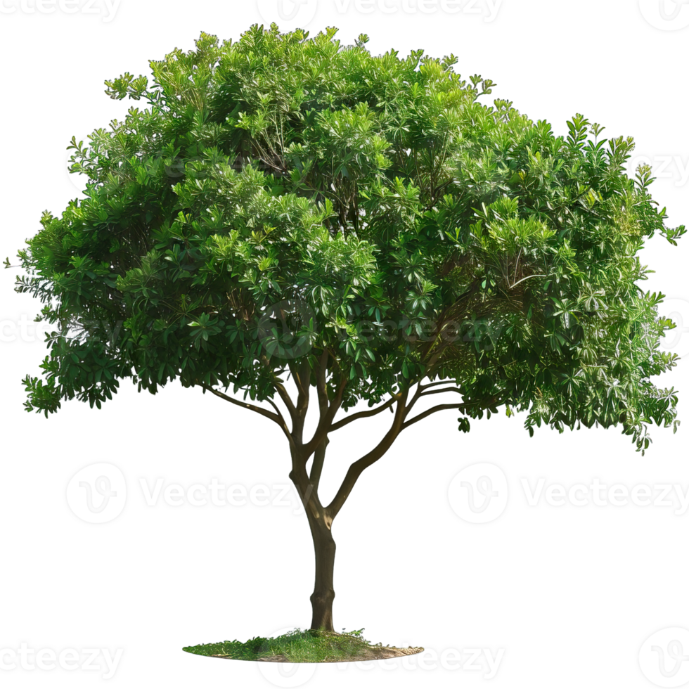 Isolated image of a tree png