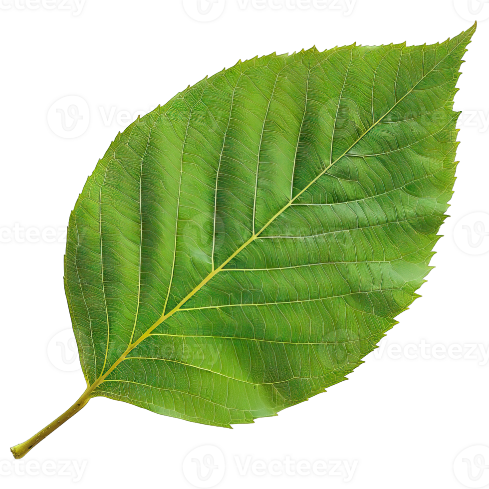Isolated Image of a leaf png