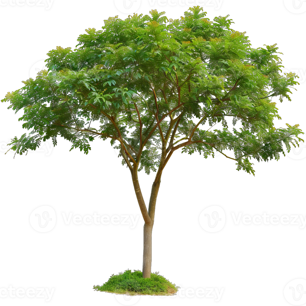 Isolated image of a tree png