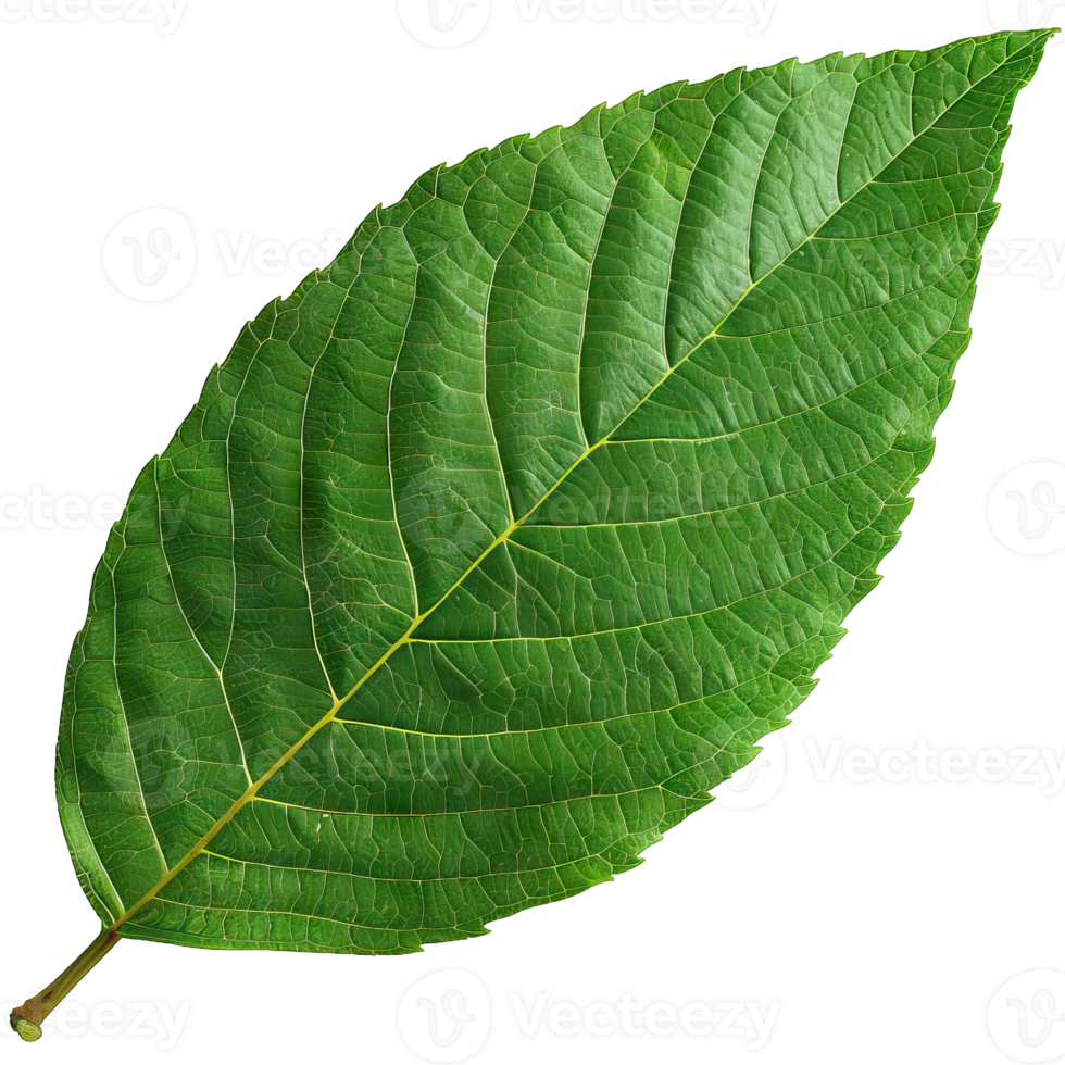 Isolated Image of a leaf png