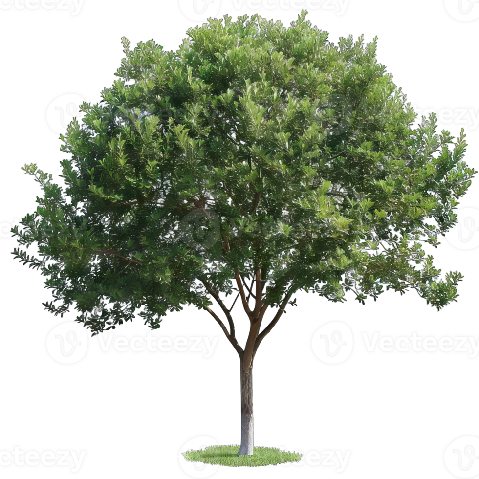 Isolated image of a tree png