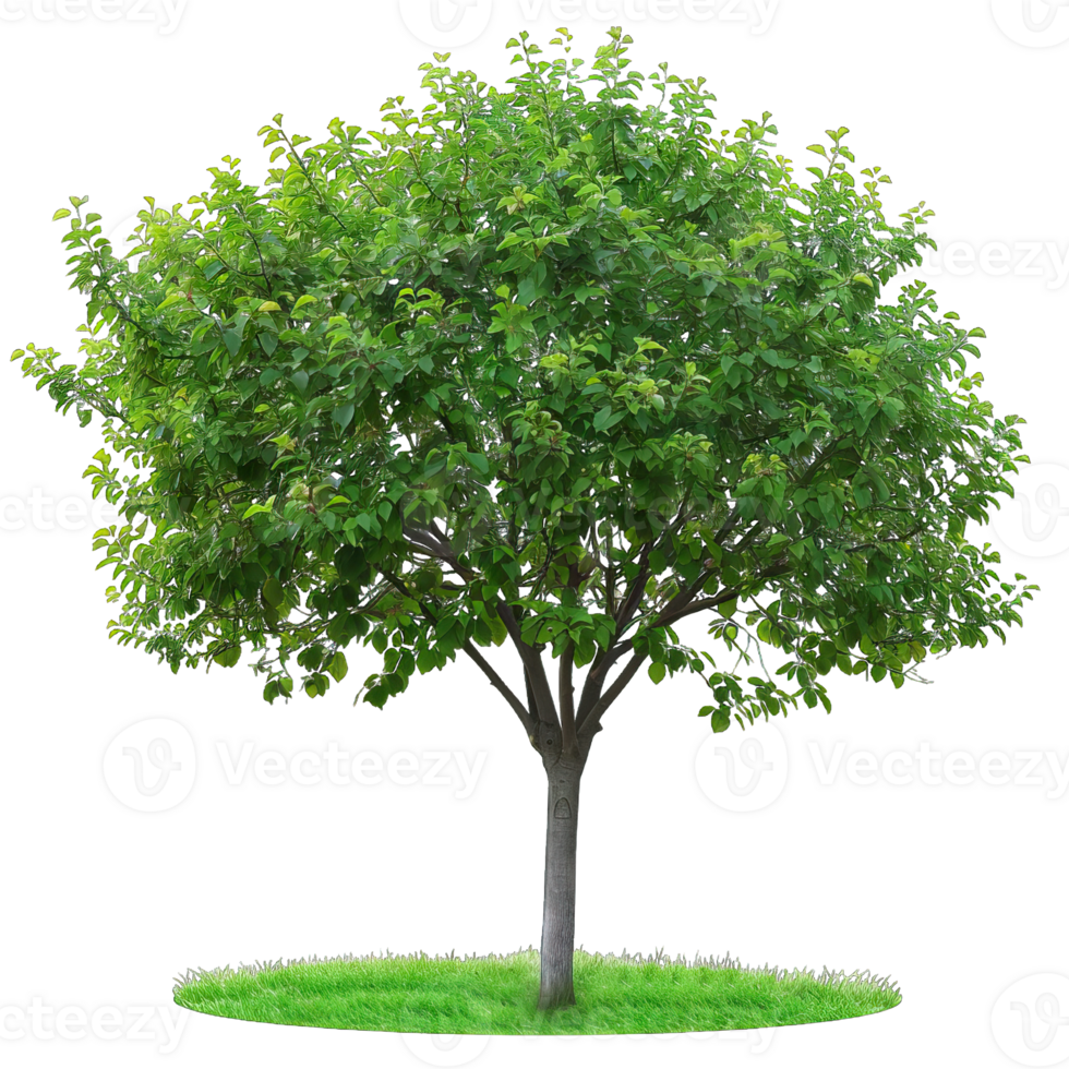 Isolated image of a tree png