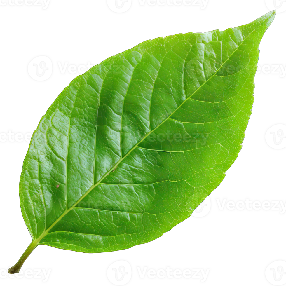 Isolated Image of a leaf png