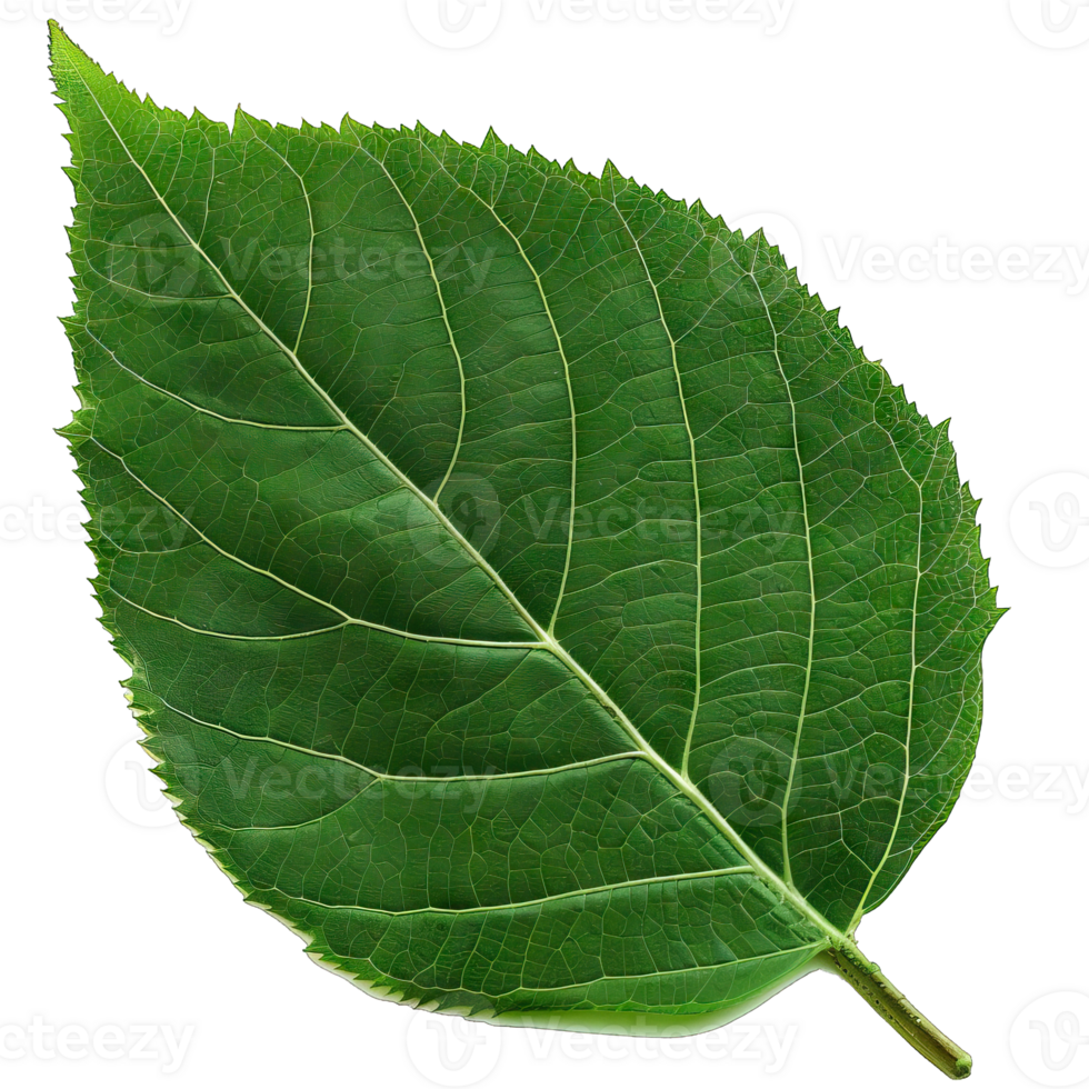 Isolated Image of a leaf png