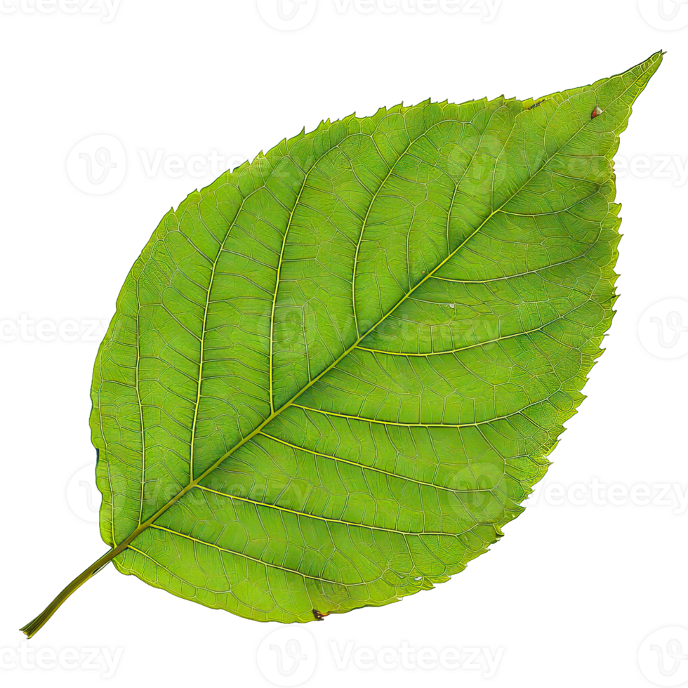 Isolated image of a leaf png