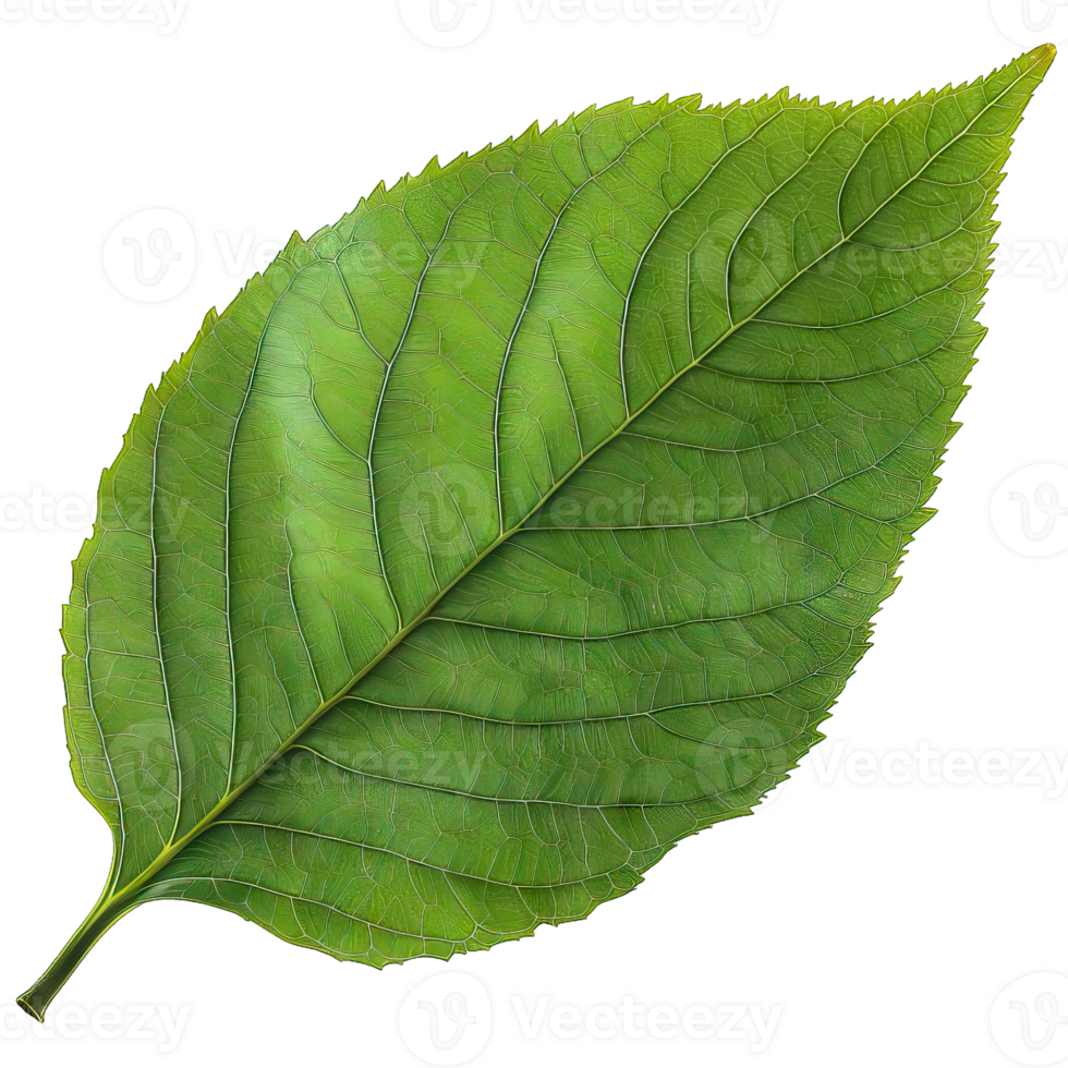 Isolated Image of a leaf png