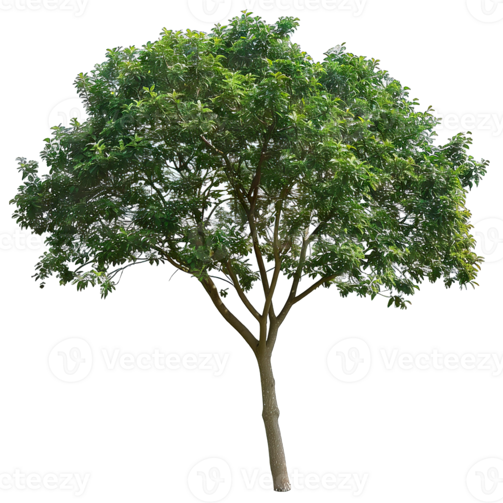 Isolated image of a tree png