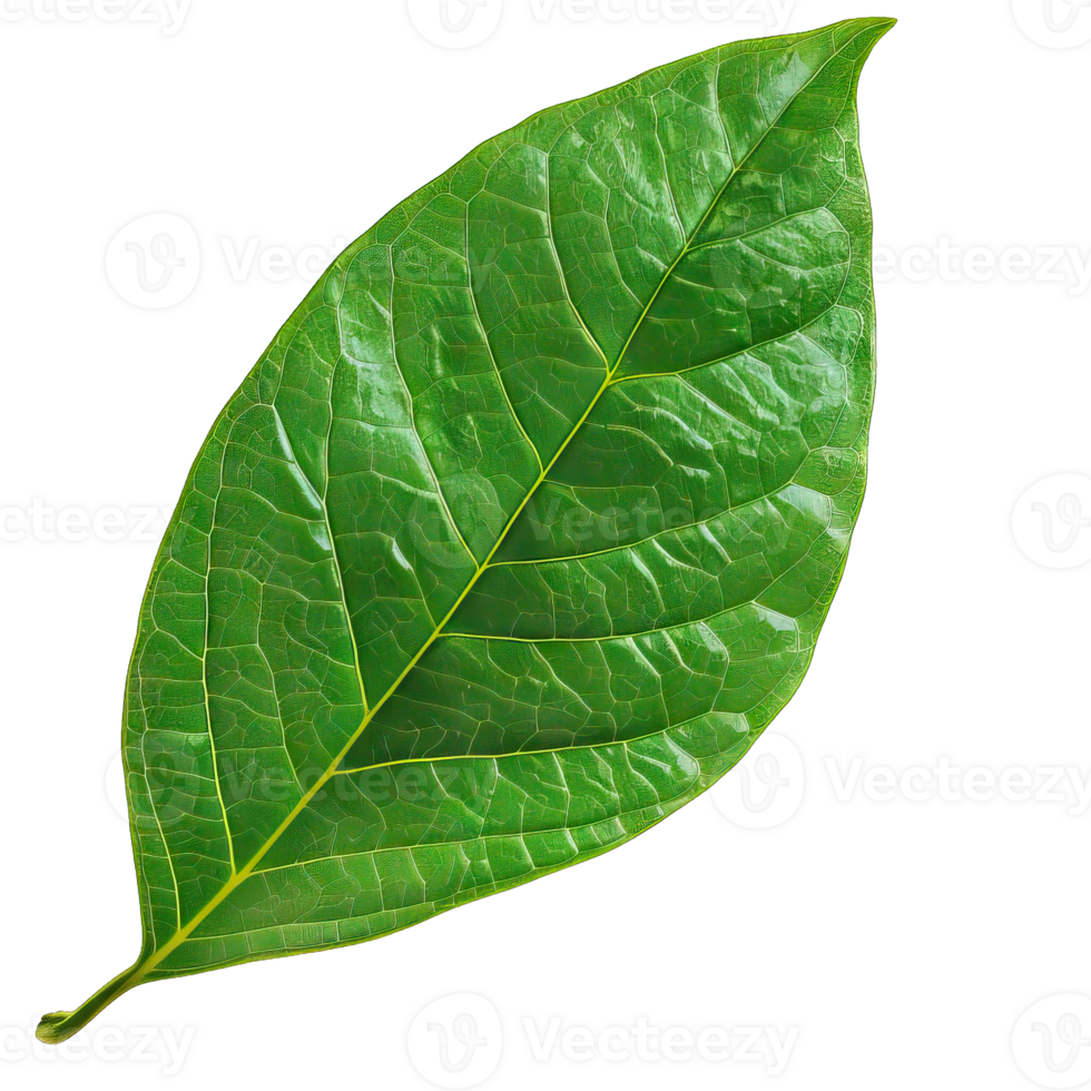 Isolated image of a leaf png