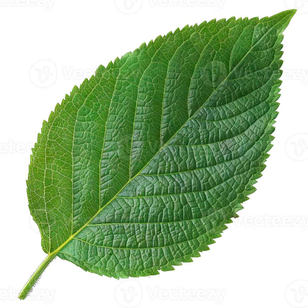 Isolated Image of a leaf png