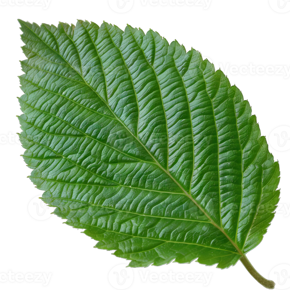 Isolated Image of a leaf png