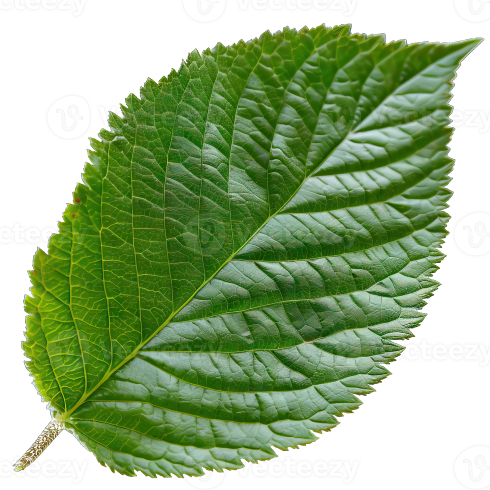 Isolated Image of a leaf png