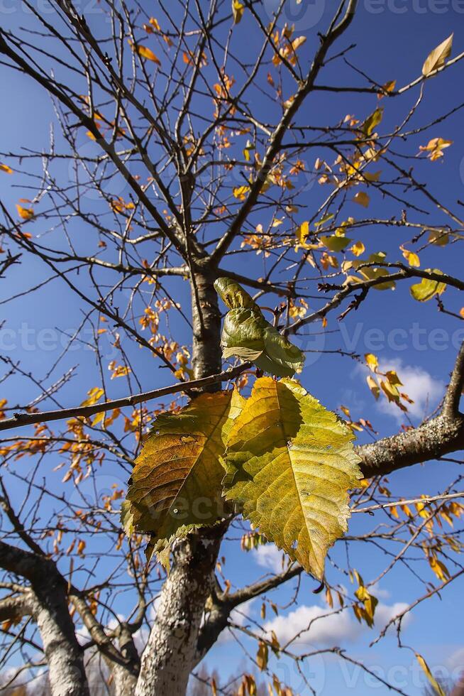 Bright yellow leaves on tree branches on blue sky background in autumn forest photo