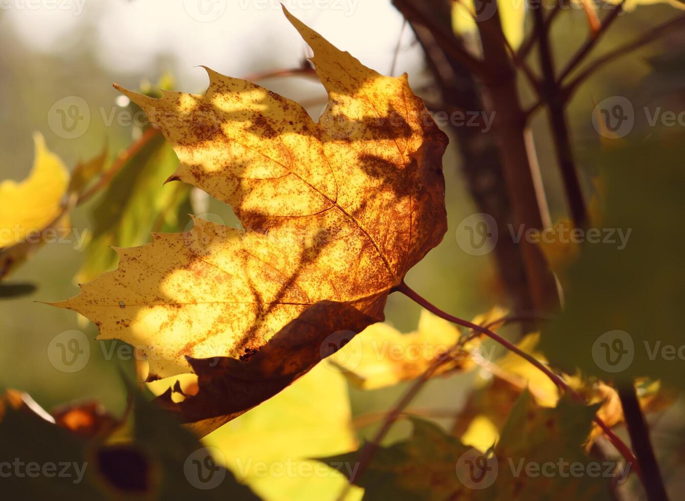 Yellow maple leaves on tree branches in the autumn forest. photo
