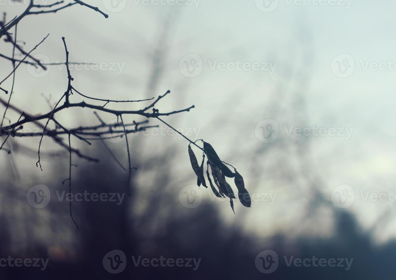 Tree branches at spring. photo