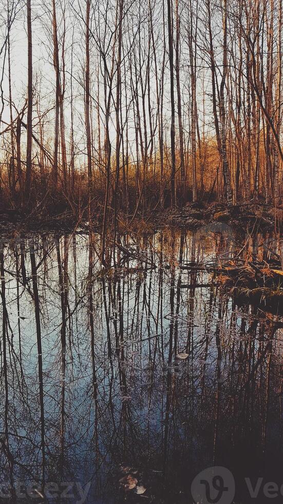 Spring sunset in the forest photo