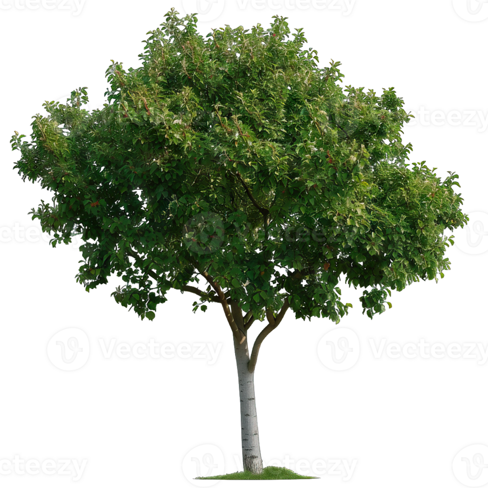 Isolated image of a tree png