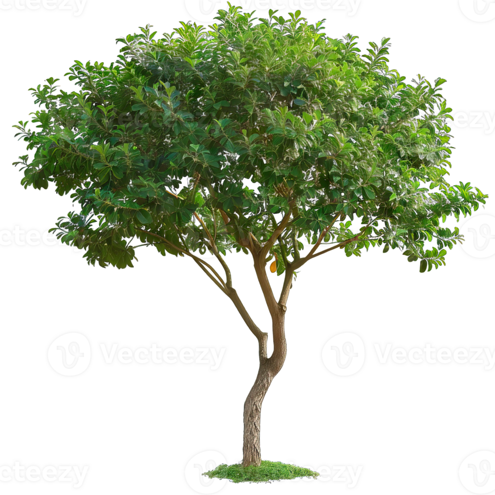 Isolated image of a tree png