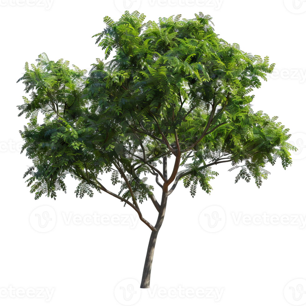 Isolated image of a tree png