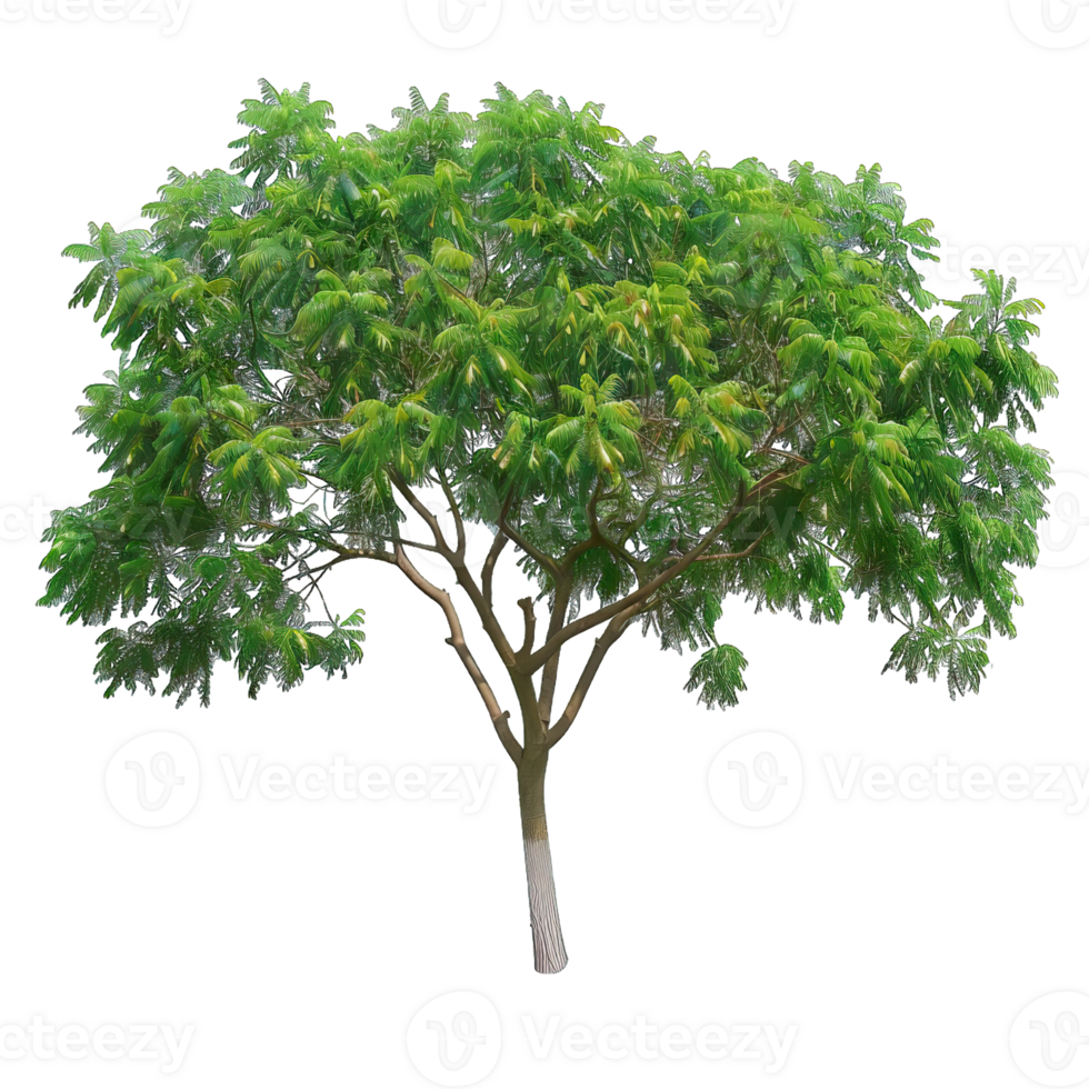 Isolated image of a tree png