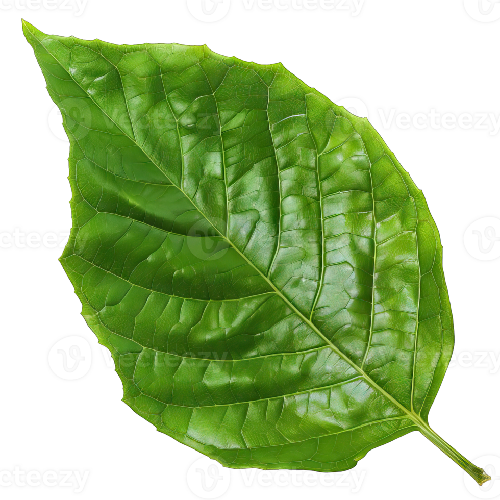 Isolated image of a leaf png