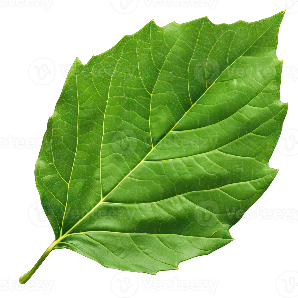 Isolated Image of a leaf png