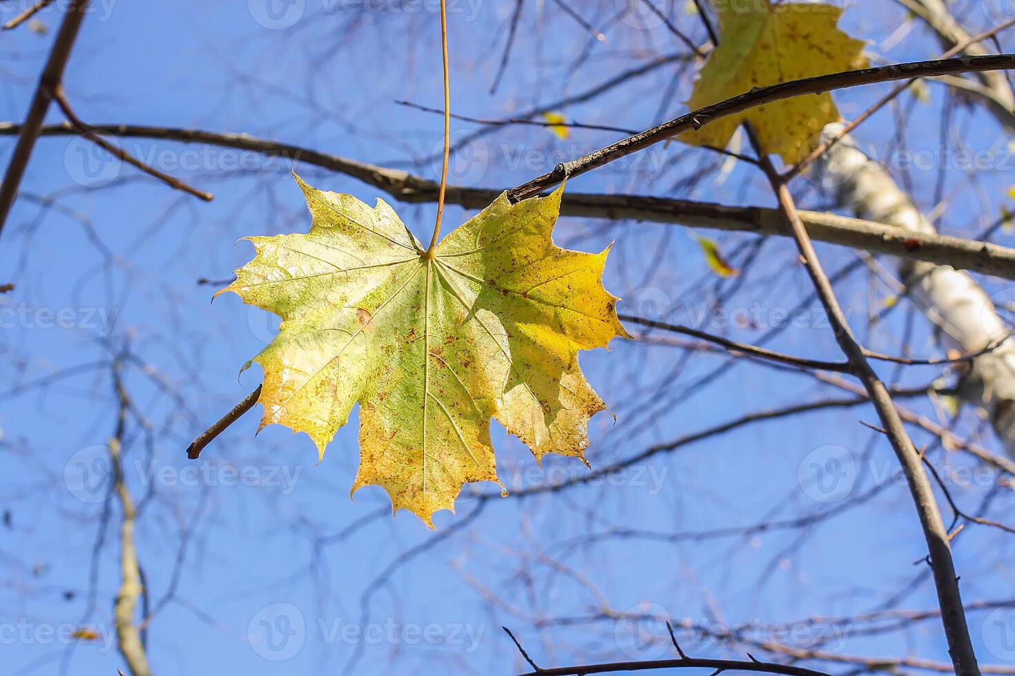 Bright maple leaves on tree branches on blue sky background in forest photo