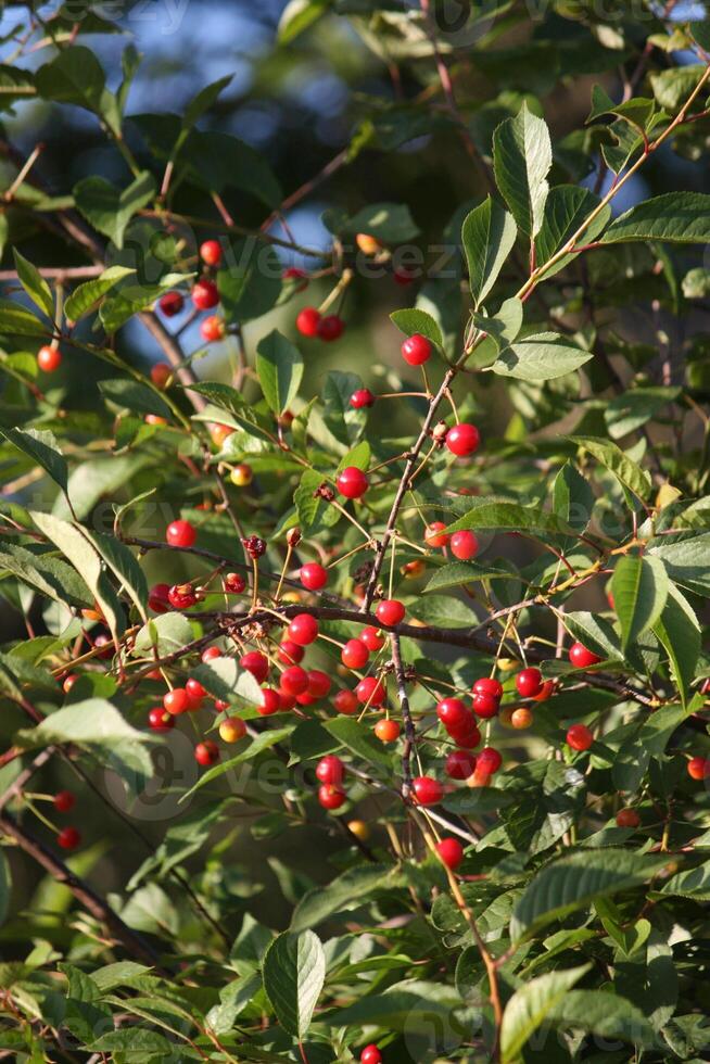 Red currants in the garden photo