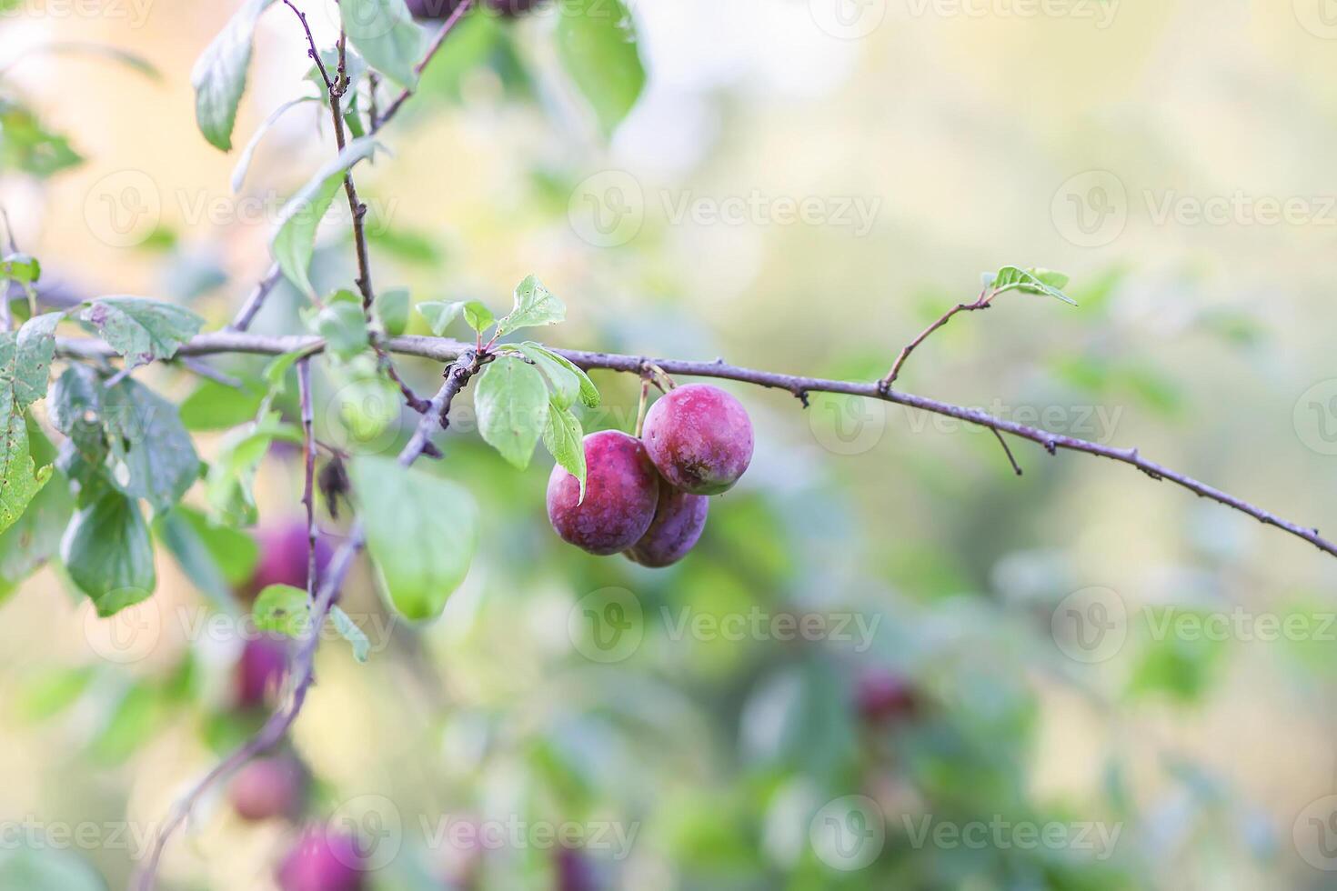 Plum tree branches with ripe sweet juicy fruits in sunset light photo