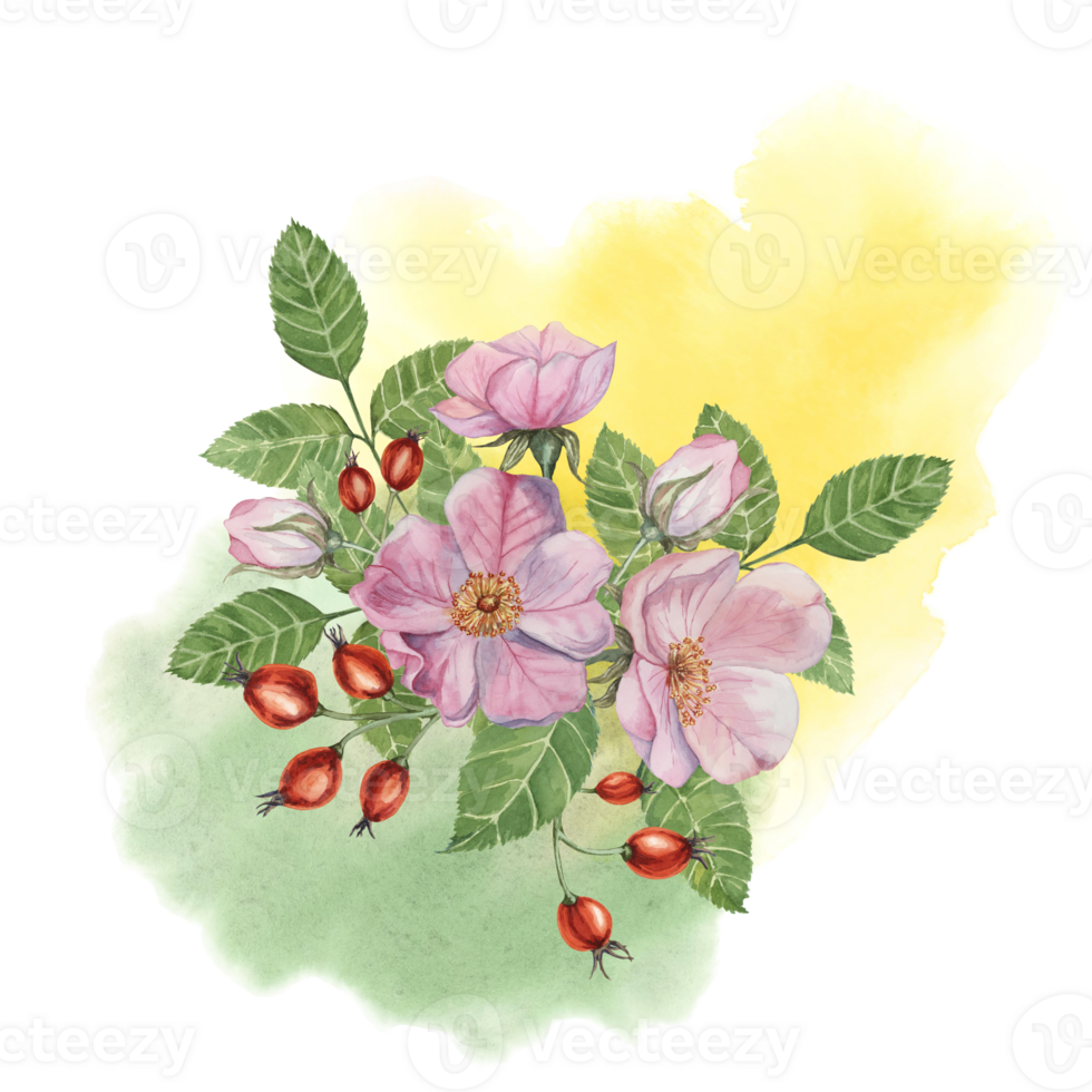Red rosehip berries and Pink wild rose flowers with buds on watercolor stained background. Rosa canina plant branch with fruits. Dogrose clipart for botanical design, cards, invitations, scrapbooking png