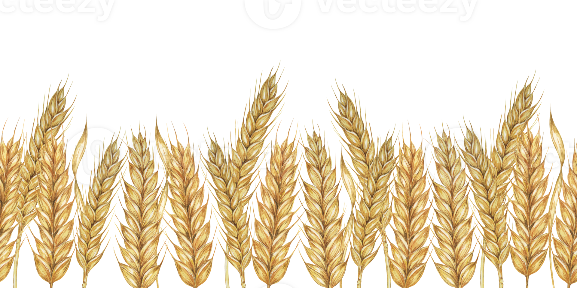Wheat stalks seamless border, barley ears ribbon. Watercolor illustration for harvest celebration, rustic designs, beer, bread, farming themes. Clipart for textiles, packaging, backgrounds, banner png