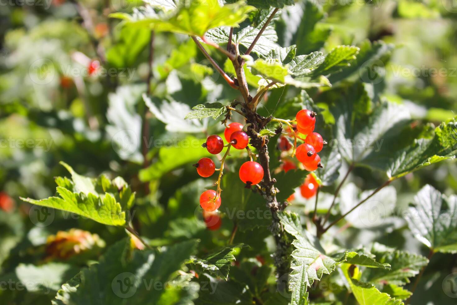 Red currant. Currant on a bush. photo