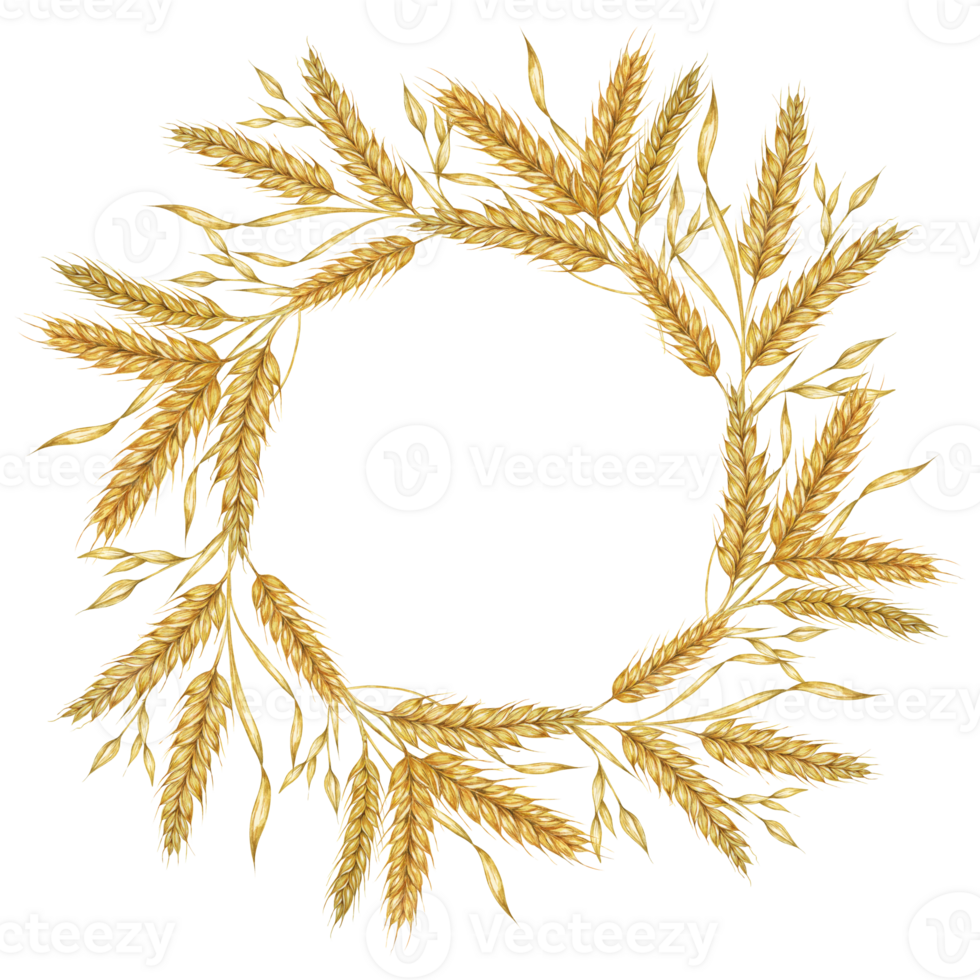 Wheat ears round frame. Barley stalks watercolor wreath for bread, flour packaging, bakery branding. Rustic clipart for barn wedding invitations, autumn harvest festival, Thanksgiving, Shavuot celebration png