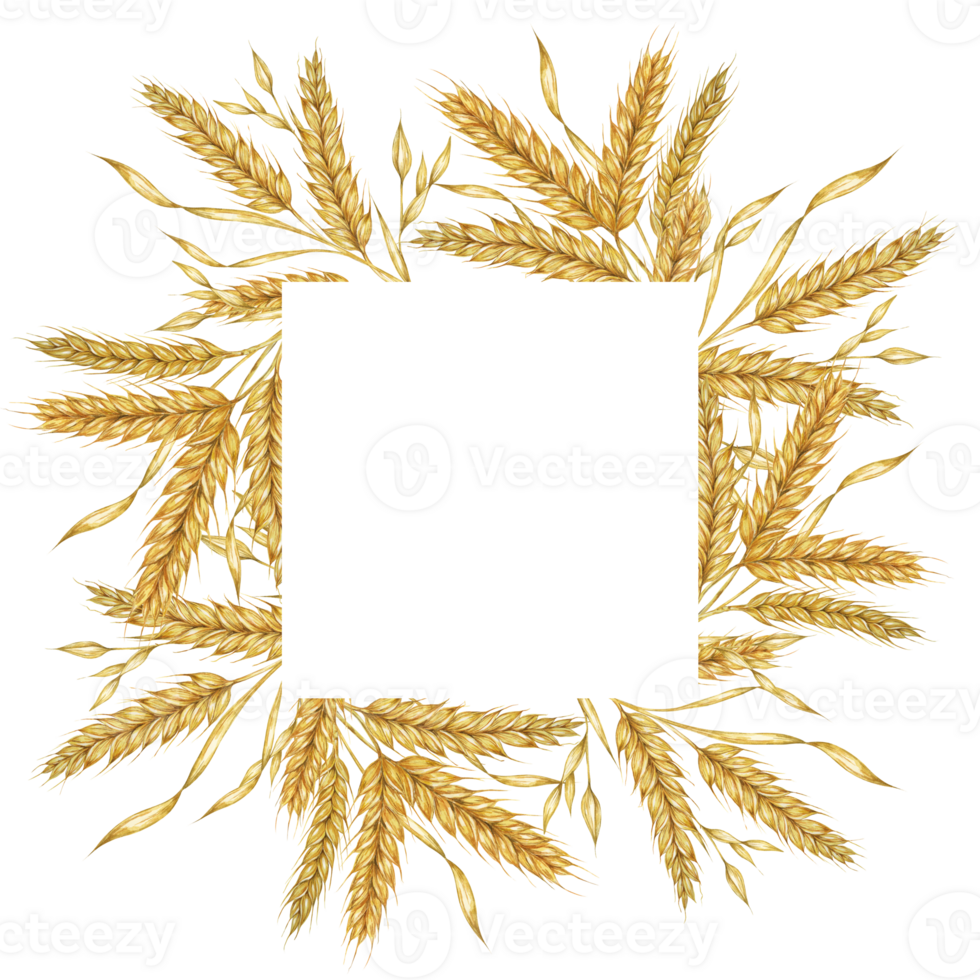 Wheat ears square frame. Barley stalks watercolor design for bread packaging, bakery branding. Rustic clipart for barn wedding invitations, autumn harvest festival, Thanksgiving, Shavuot celebration png